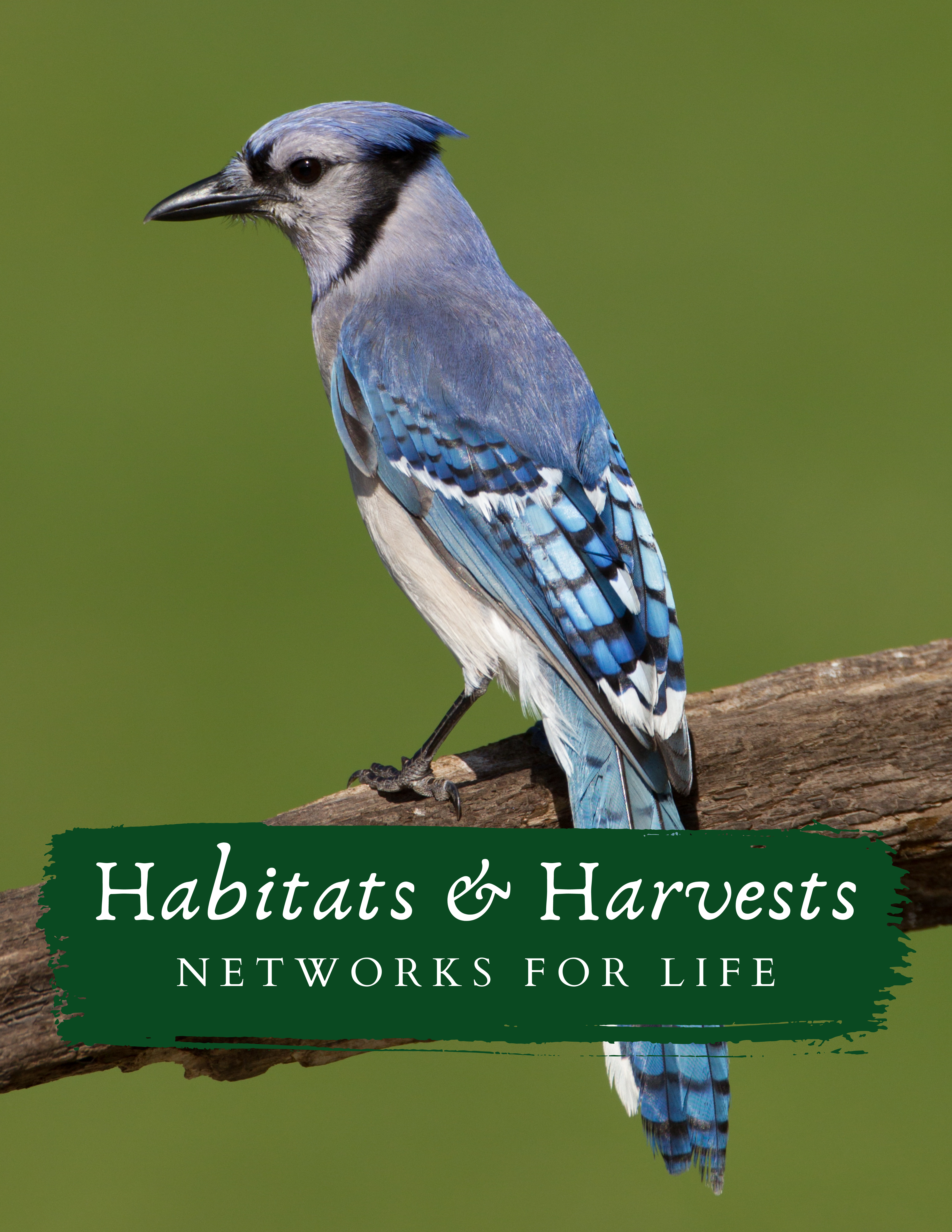 Bluejay on a branch with text "Habitats and Harvests: Networks for Life"
