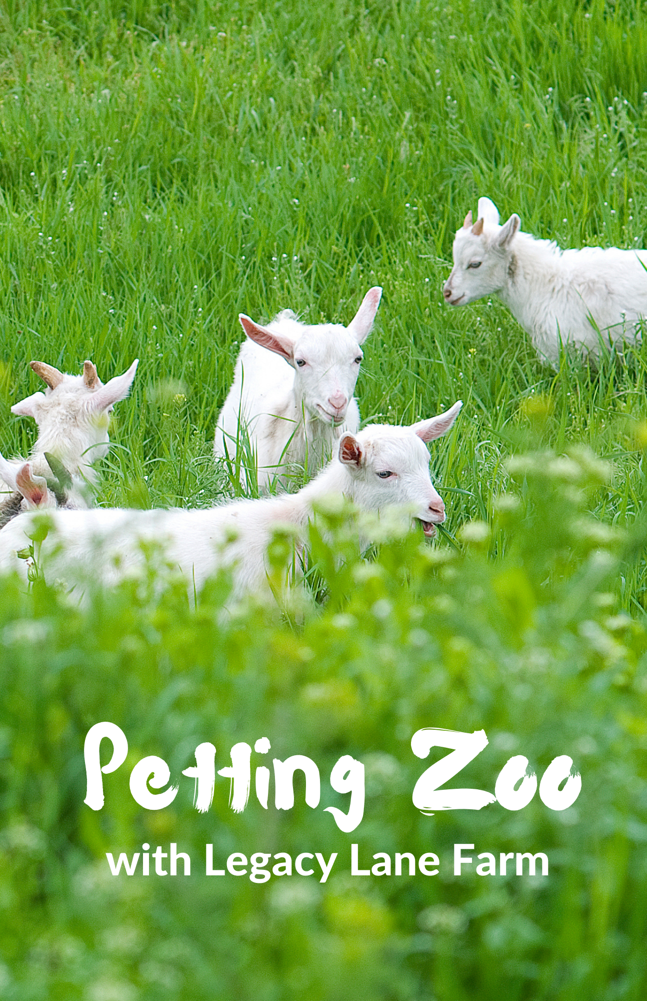 goats in a field of grass. text reads petting zoo