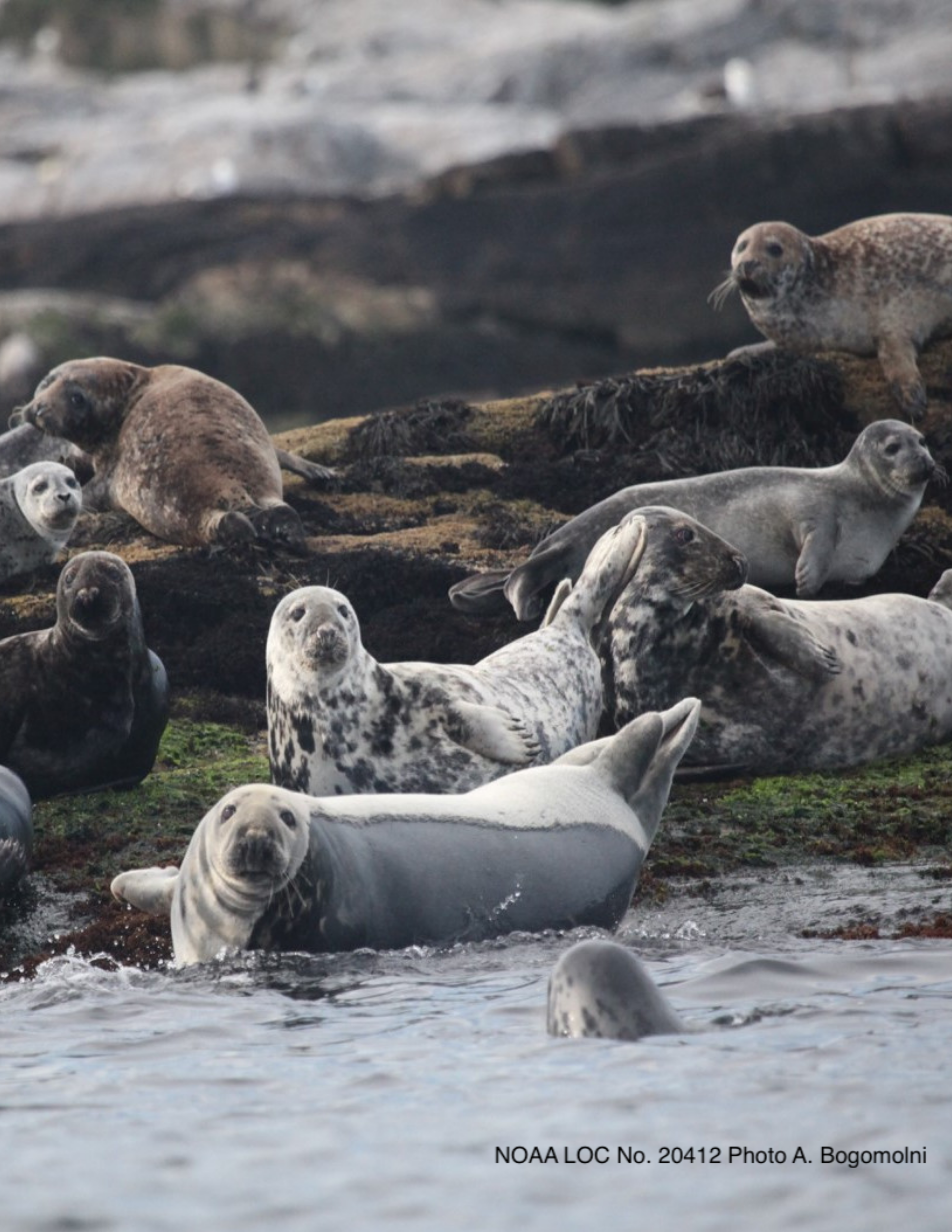 Seals on a rock, looking toward camera. 