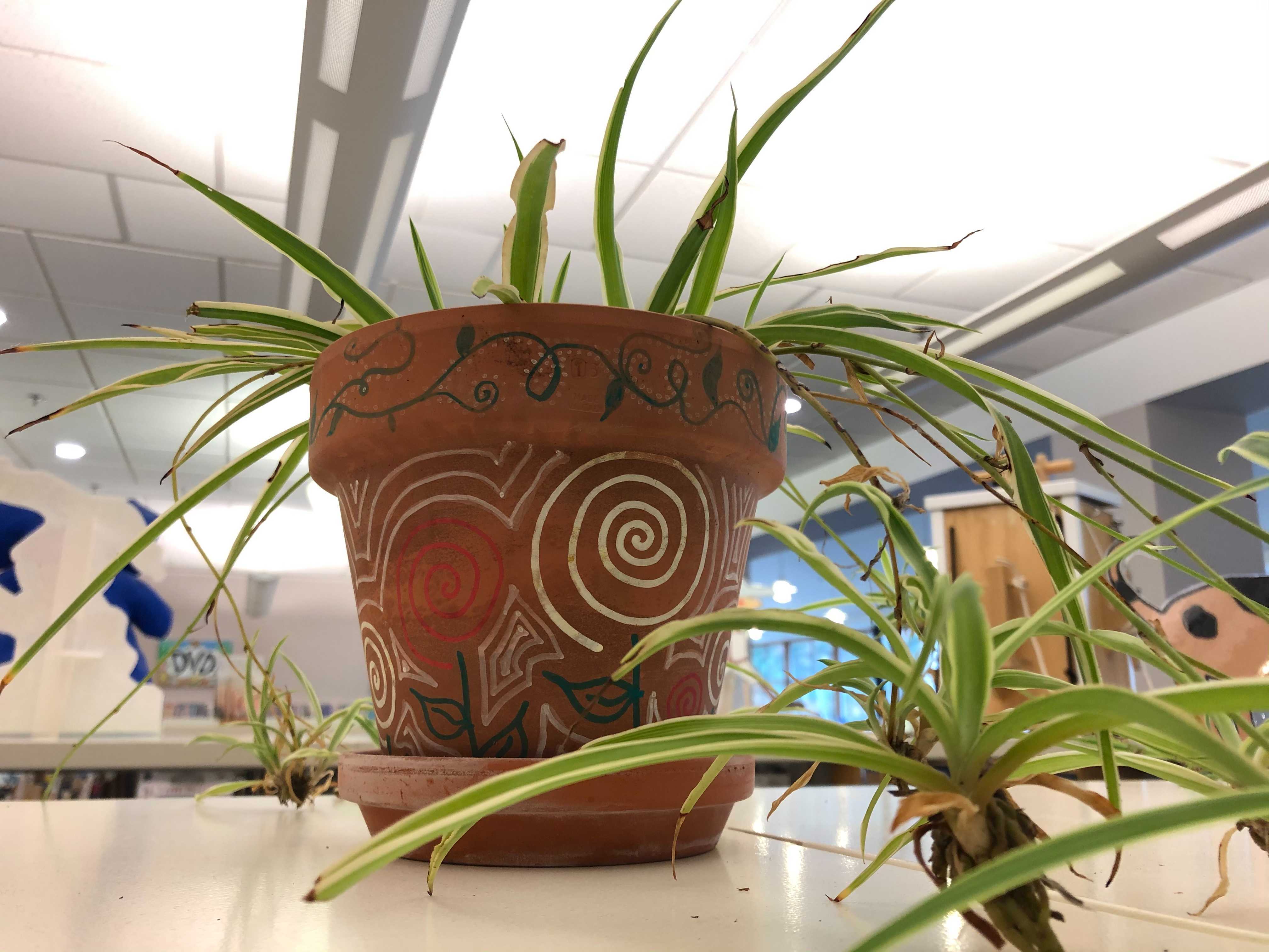 photo of a spider plant in a terracotta pot painted in spirals 