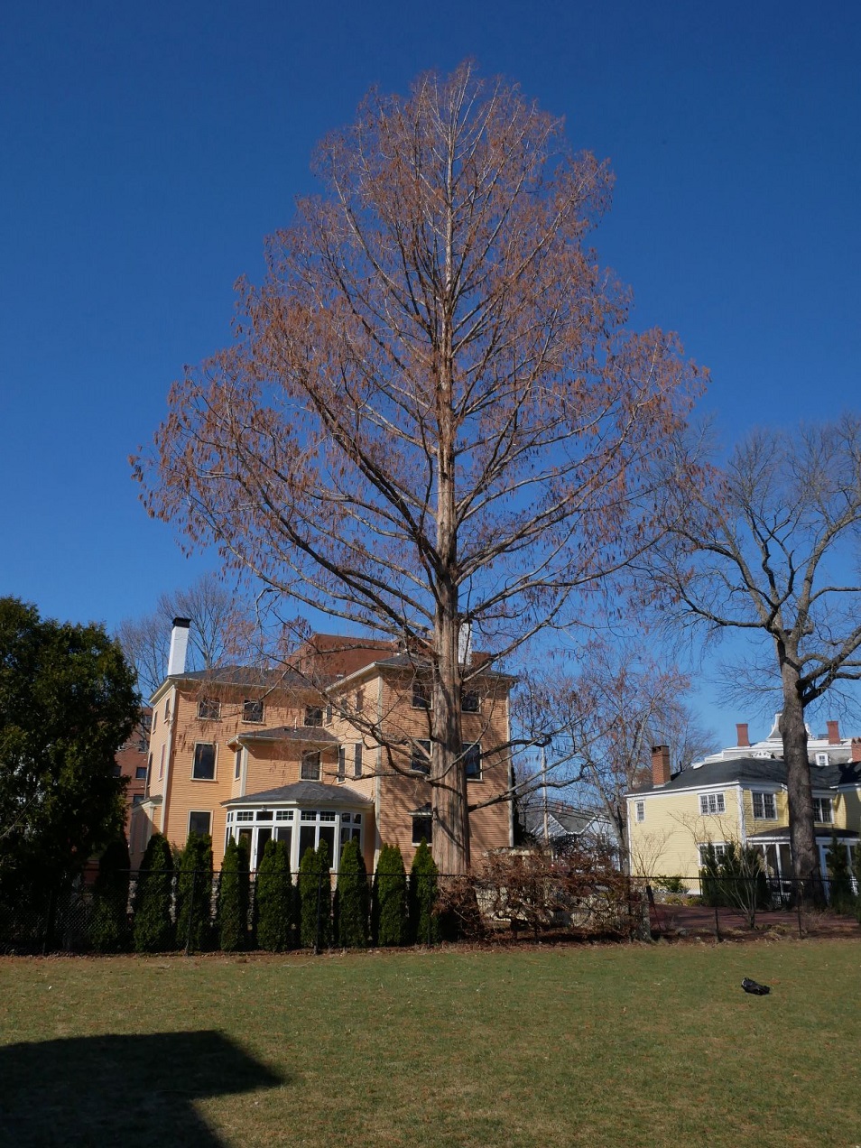 large tree overshadows an older historical home in Portsmouth NH