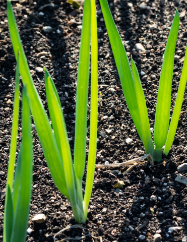 Garden Sprouts