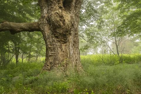 base of large tree with green grass in foreground