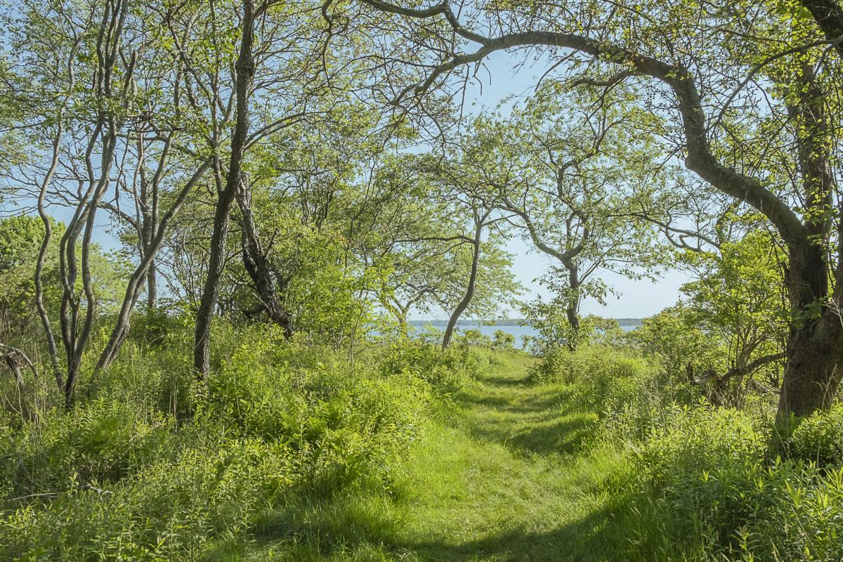 Trees in spring with green grass path leading to the sea